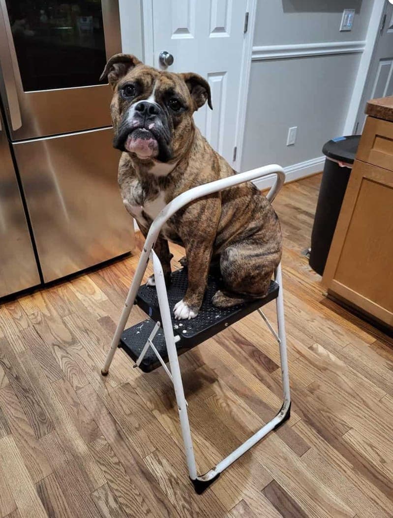 Chowder, a white-and-tan English Bulldog with Georgia English Bulldog Rescue.