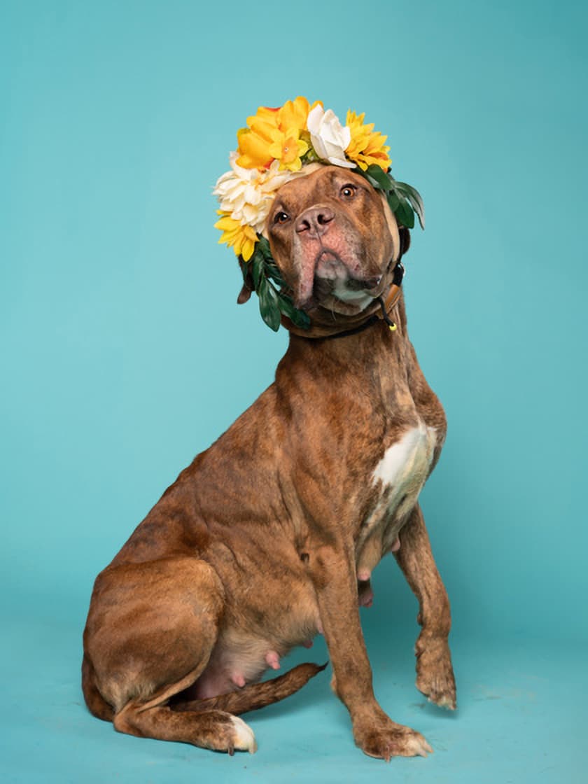 Corn Syrup, a tan mixed-breed dog with a flower crown.