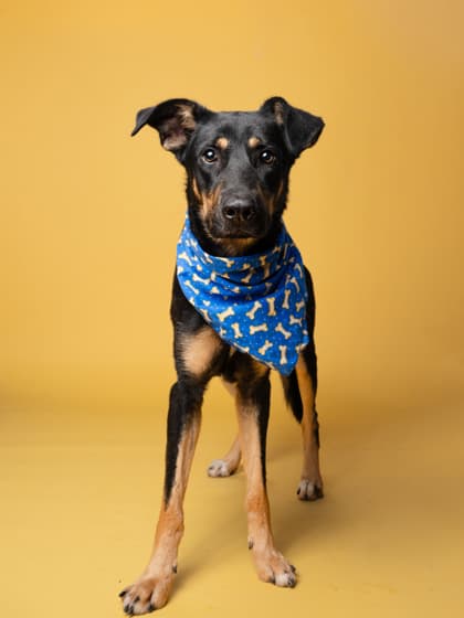Denver, a tan dog in foster with Fulton County Animal Services.