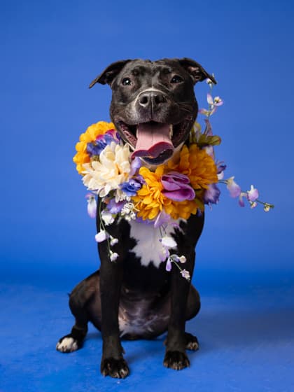 Gretchen, a black-and-white mixed-breed dog in foster with Fulton County Animal Services.
