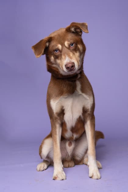 Handsome, an adoptable athlete prospect.