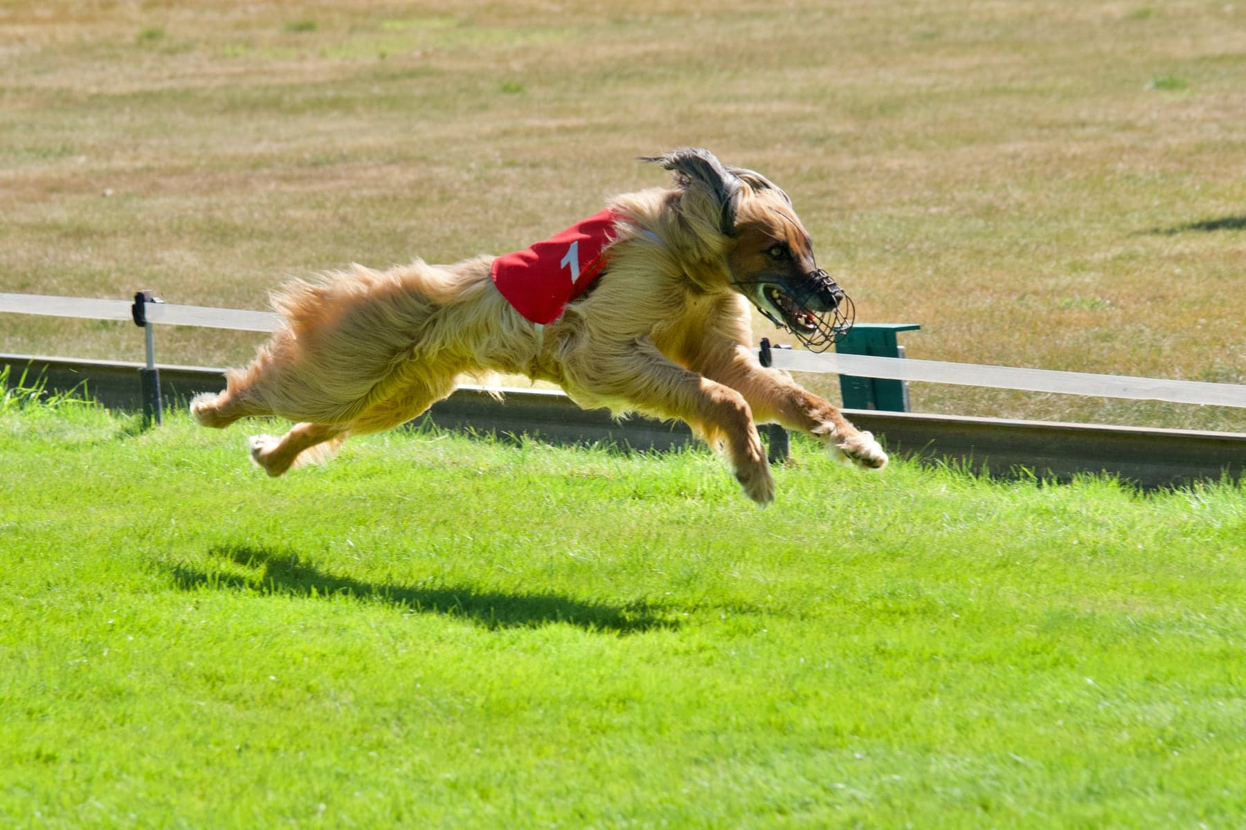 An Afghan Hound in a numbered coursing blanket at full gallop down a grass straightaway, long silky coat streaming behind it, in the flat-out chase the breed was bred for.