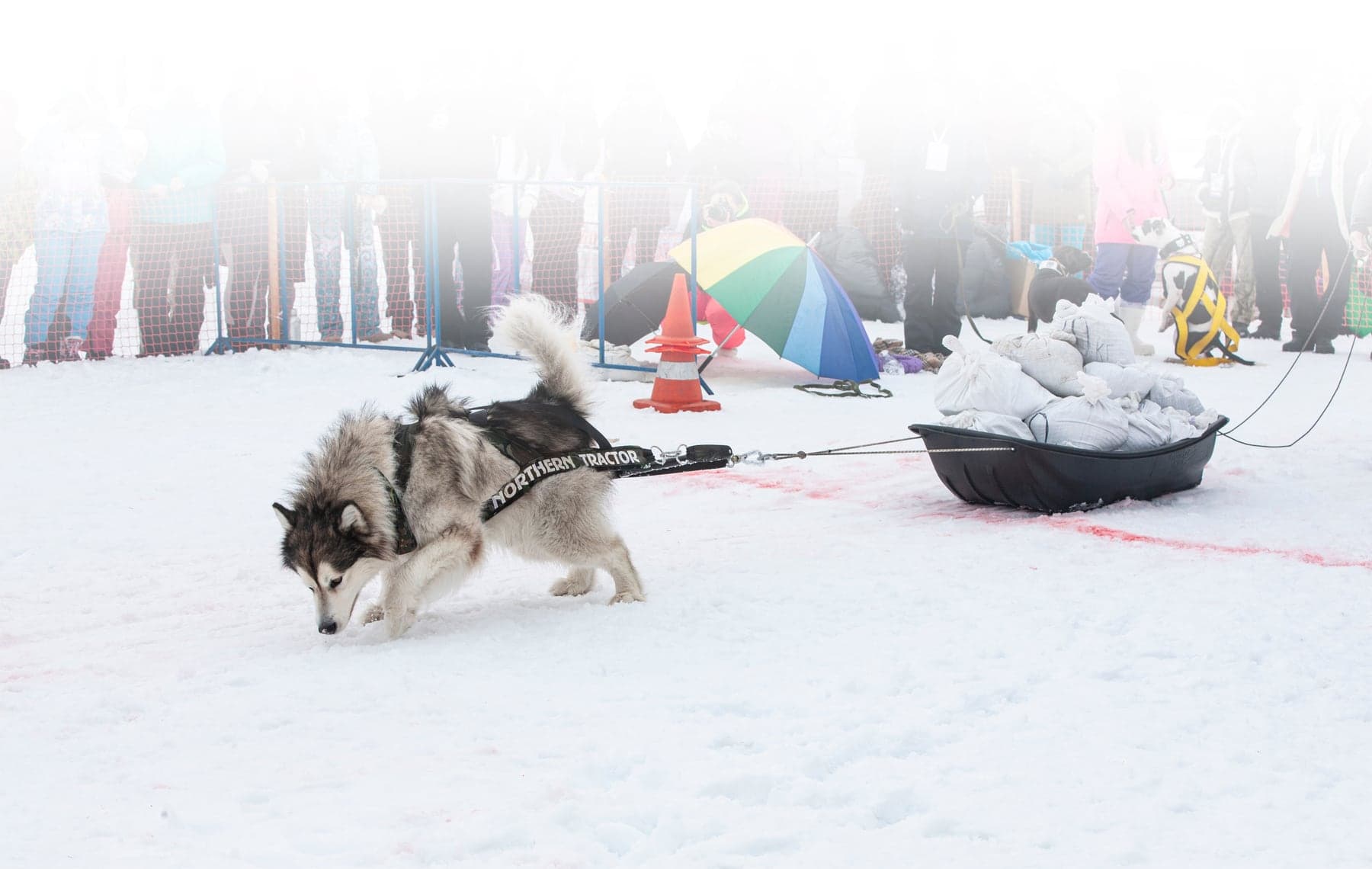 A large Alaskan Malamute in a weight-pull harness digging into the snow to haul a loaded sled at a winter weight-pull competition.