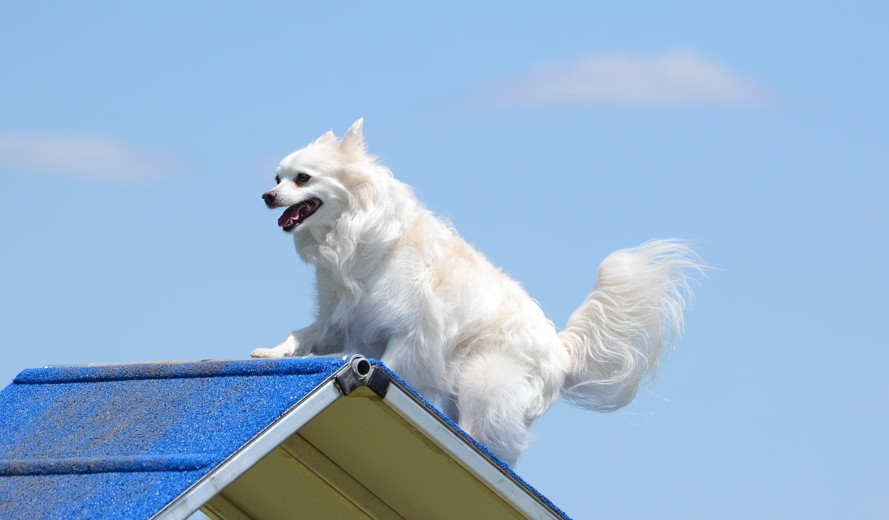 A white American Eskimo Dog cresting a blue agility A-frame against a clear sky, thick spitz coat and plumed tail streaming behind it.