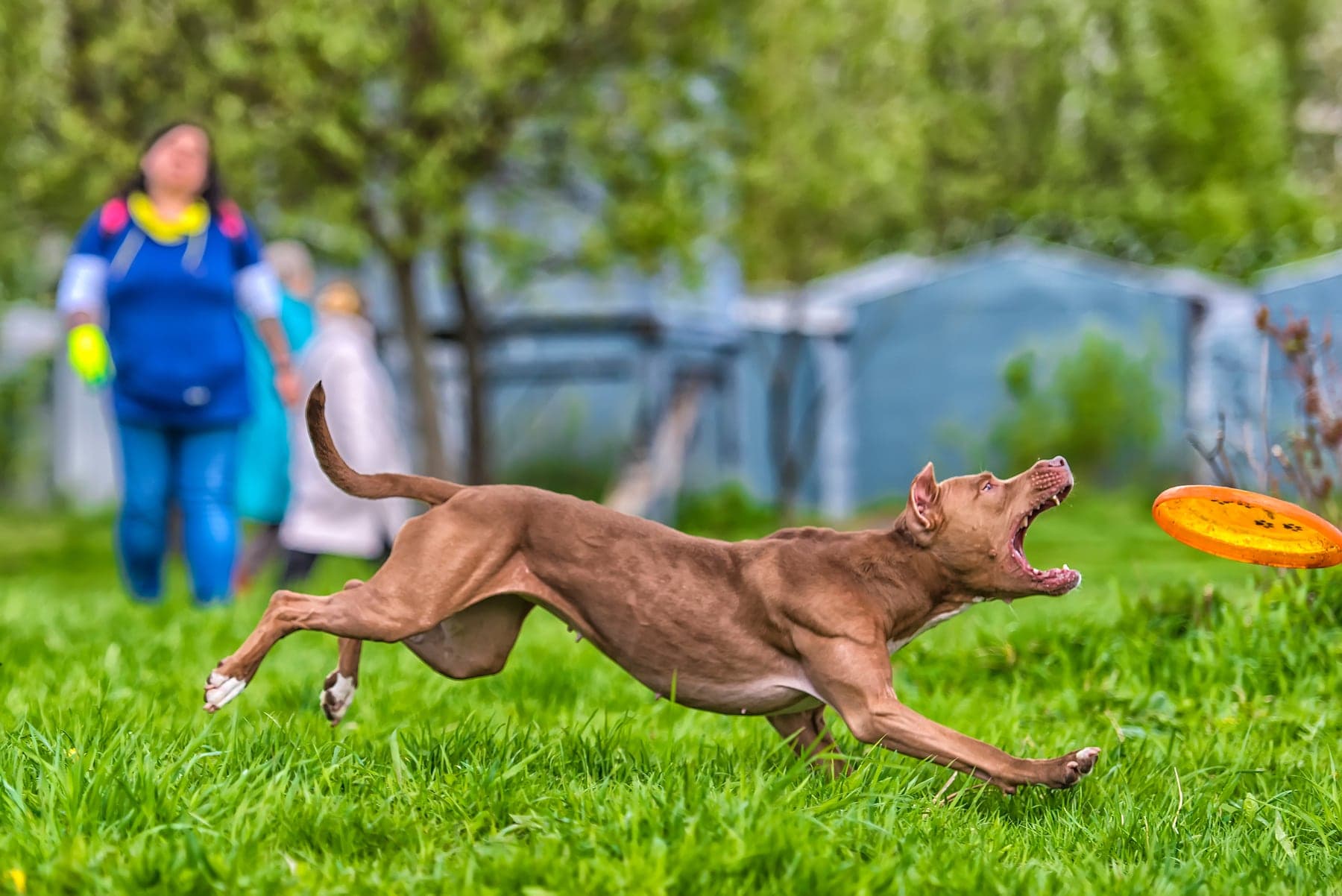 A red-and-white American Pit Bull Terrier sprinting flat-out across a grassy field, mouth open, chasing an orange flying disc, with a handler blurred in the background.