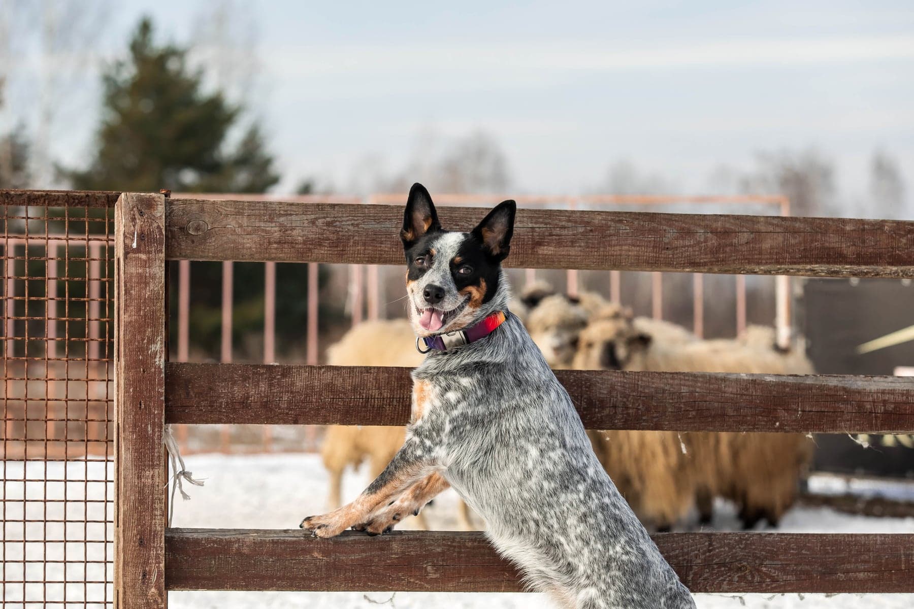 A blue heeler Australian Cattle Dog standing up against a wooden farm fence, watching a flock of sheep in a snowy paddock behind it.