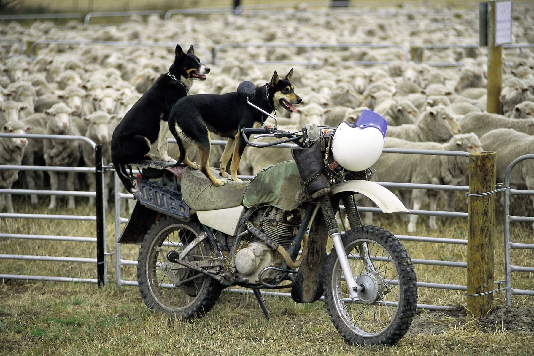 Two black-and-tan Australian Kelpies perched on a farm motorbike in front of a full mob of sheep, alert and ready to work.