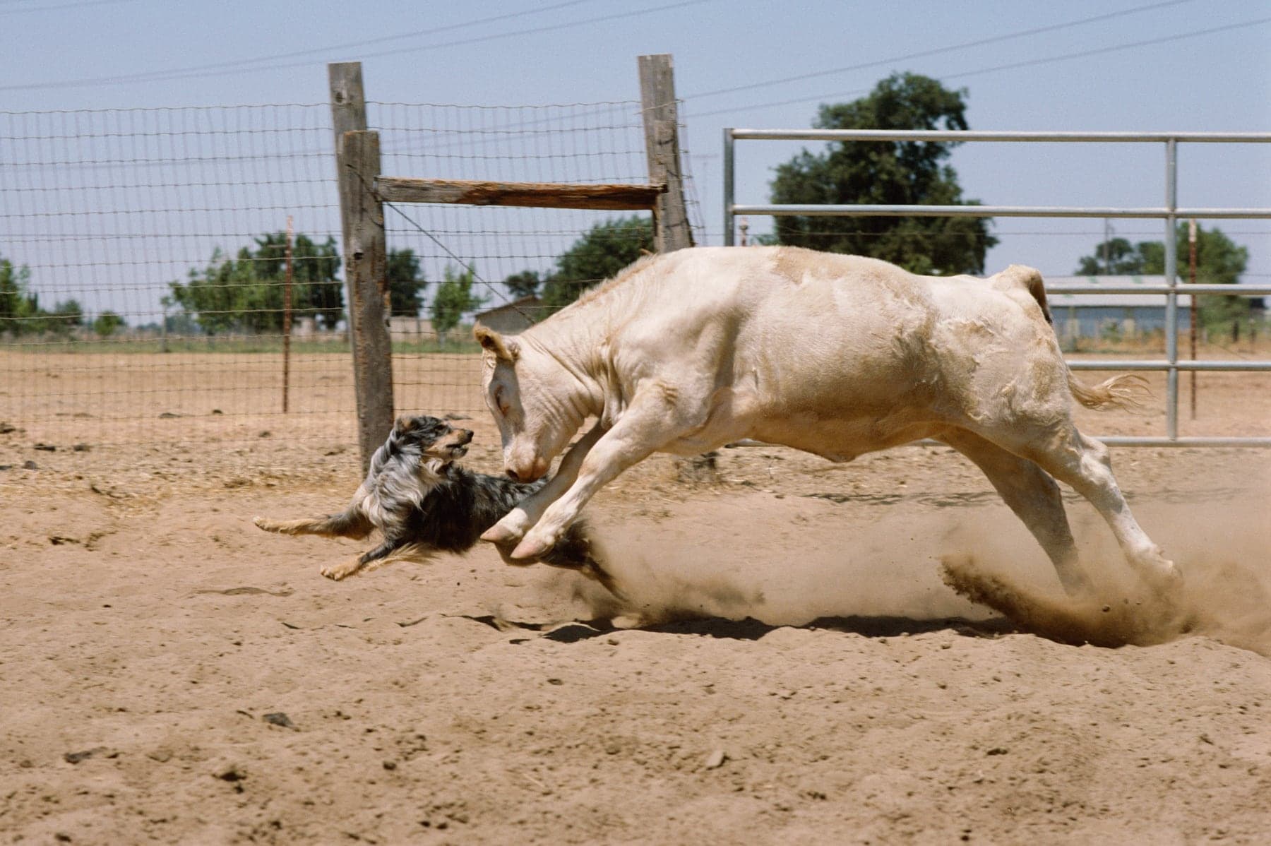A blue merle Australian Shepherd working a charging calf in a dusty pen, ducking low as the calf kicks up dust.