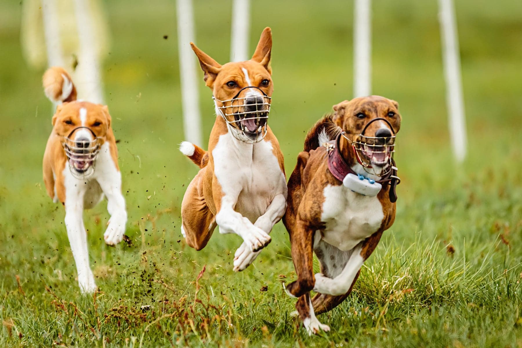 Three Basenjis in coursing muzzles charging across a field at full gallop, red-and-white and brindle, ears pinned.