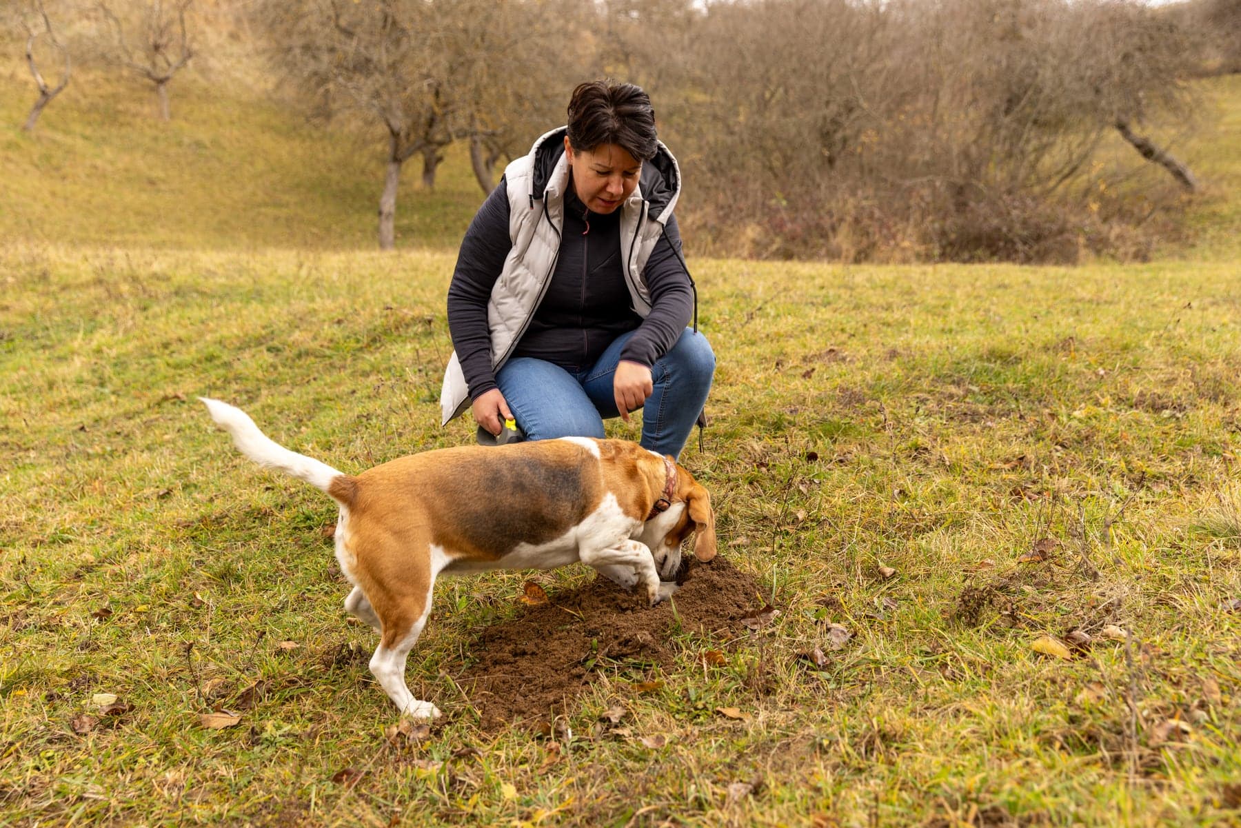 A tricolor Beagle nose-deep in a freshly dug patch of earth, truffle hunting, with a handler crouched behind in an autumn orchard.