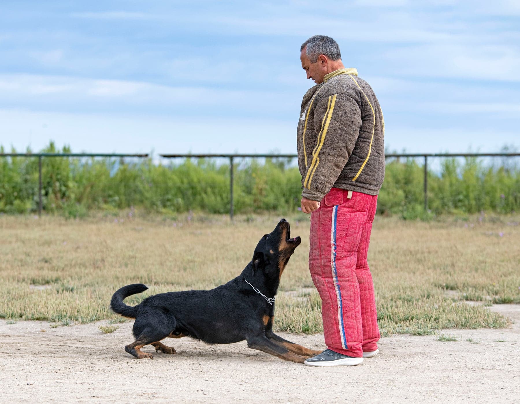 A black-and-tan Beauceron with tan 'red stockings' leg markings in a French Ring protection exercise, barking up at a decoy in a padded bite suit on a training field.