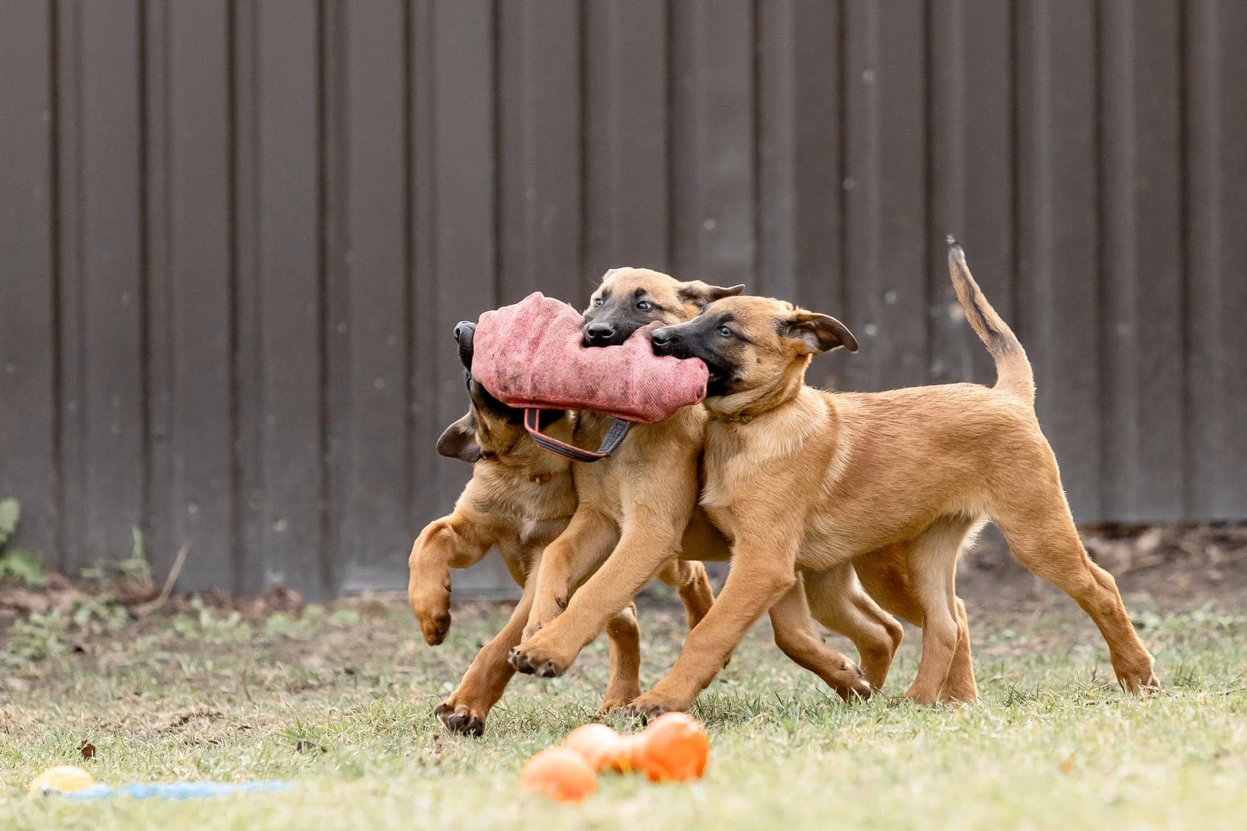 Three young Belgian Malinois puppies running together across grass, all gripping the same padded bite tug in their mouths.