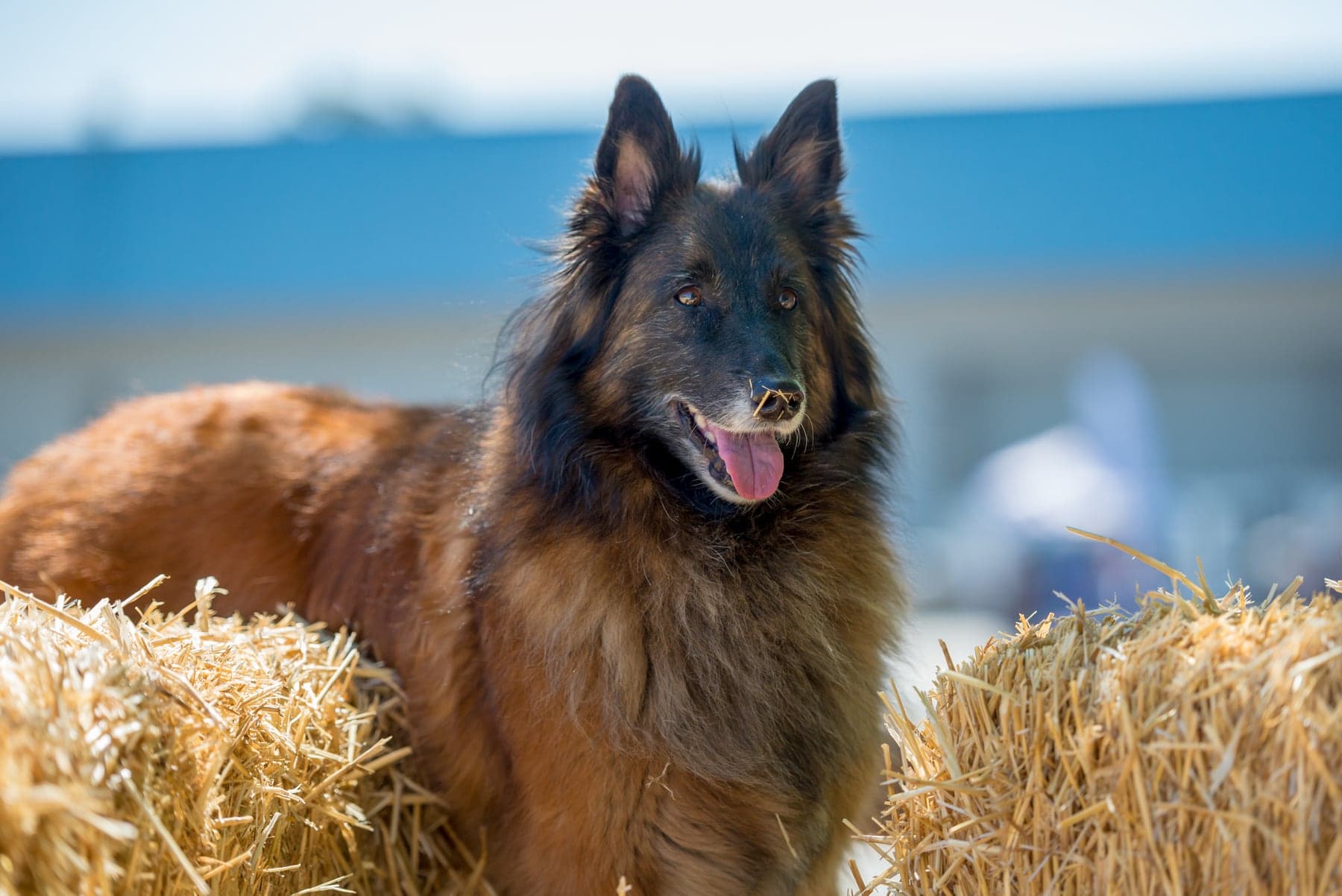 A Belgian Tervuren with a rich fawn-and-mahogany coat and black mask standing between straw bales, ears up and tongue out, alert at a barn-hunt-style course.