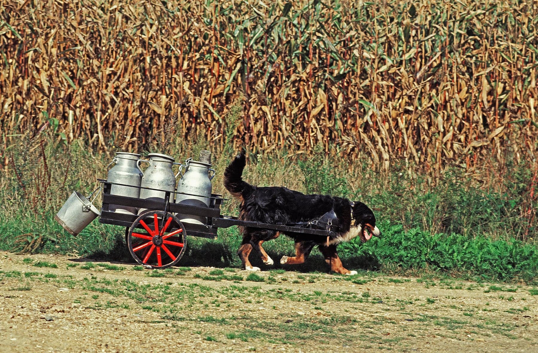 A Bernese Mountain Dog in a draft harness pulling a wooden cart loaded with metal milk churns along a dirt track past a cornfield.