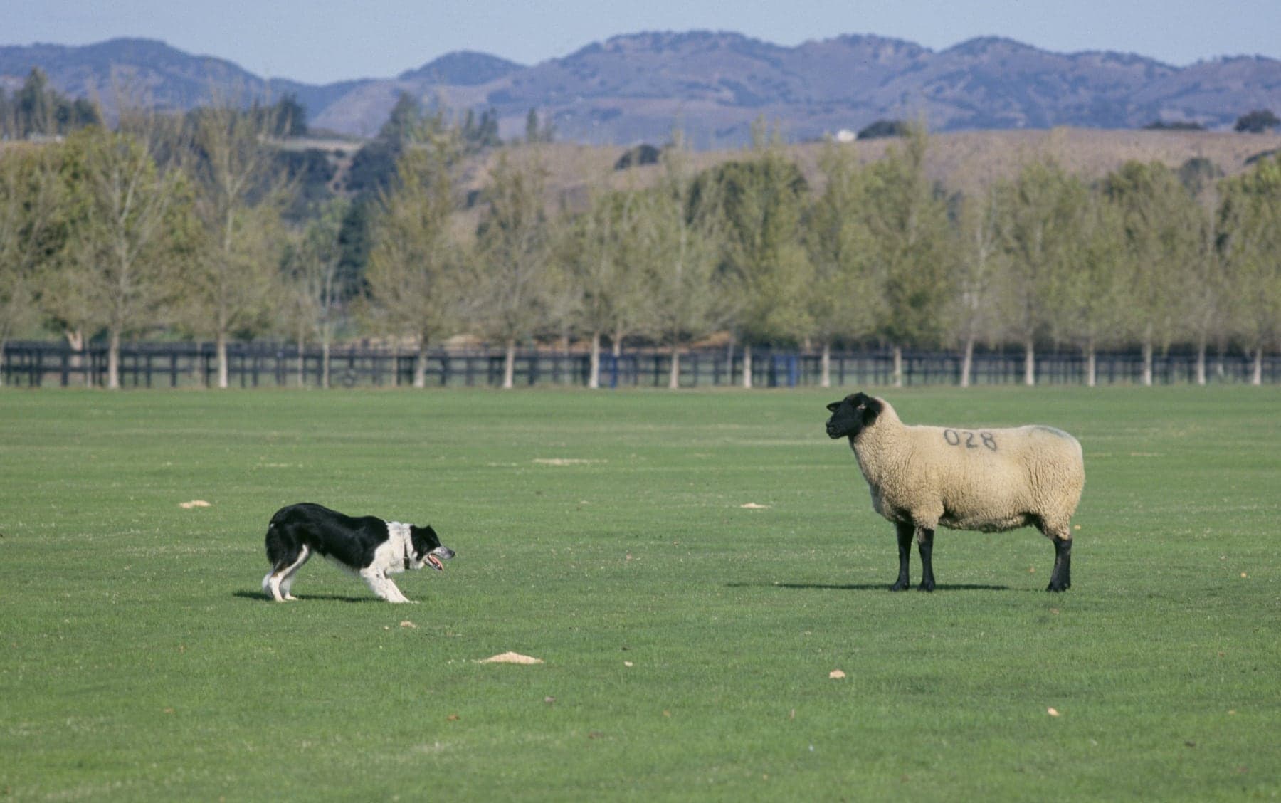 A black-and-white Border Collie in a herding crouch, giving eye to a single sheep across a green field, with a line of trees and hills behind.