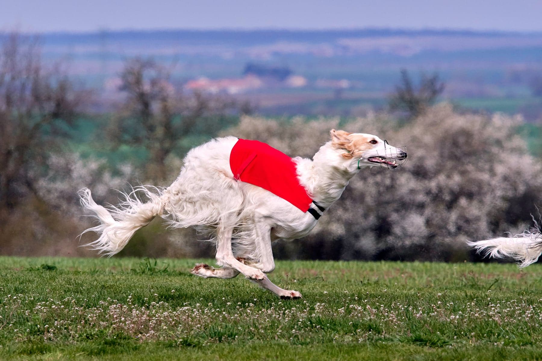 A cream Borzoi in a red coursing jacket at a full floating gallop across a spring meadow, silky coat and feathered tail streaming behind it.
