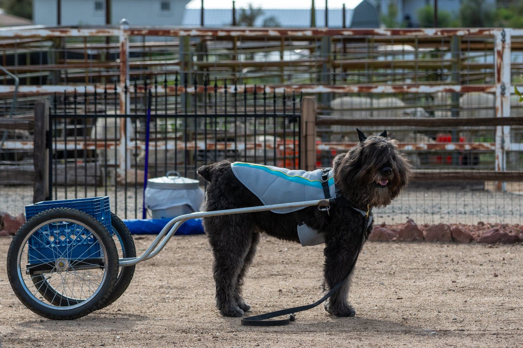 A rugged dark Bouvier des Flandres with its characteristic beard and shaggy coat harnessed to a two-wheeled draft cart on a farm lot, ready to pull.