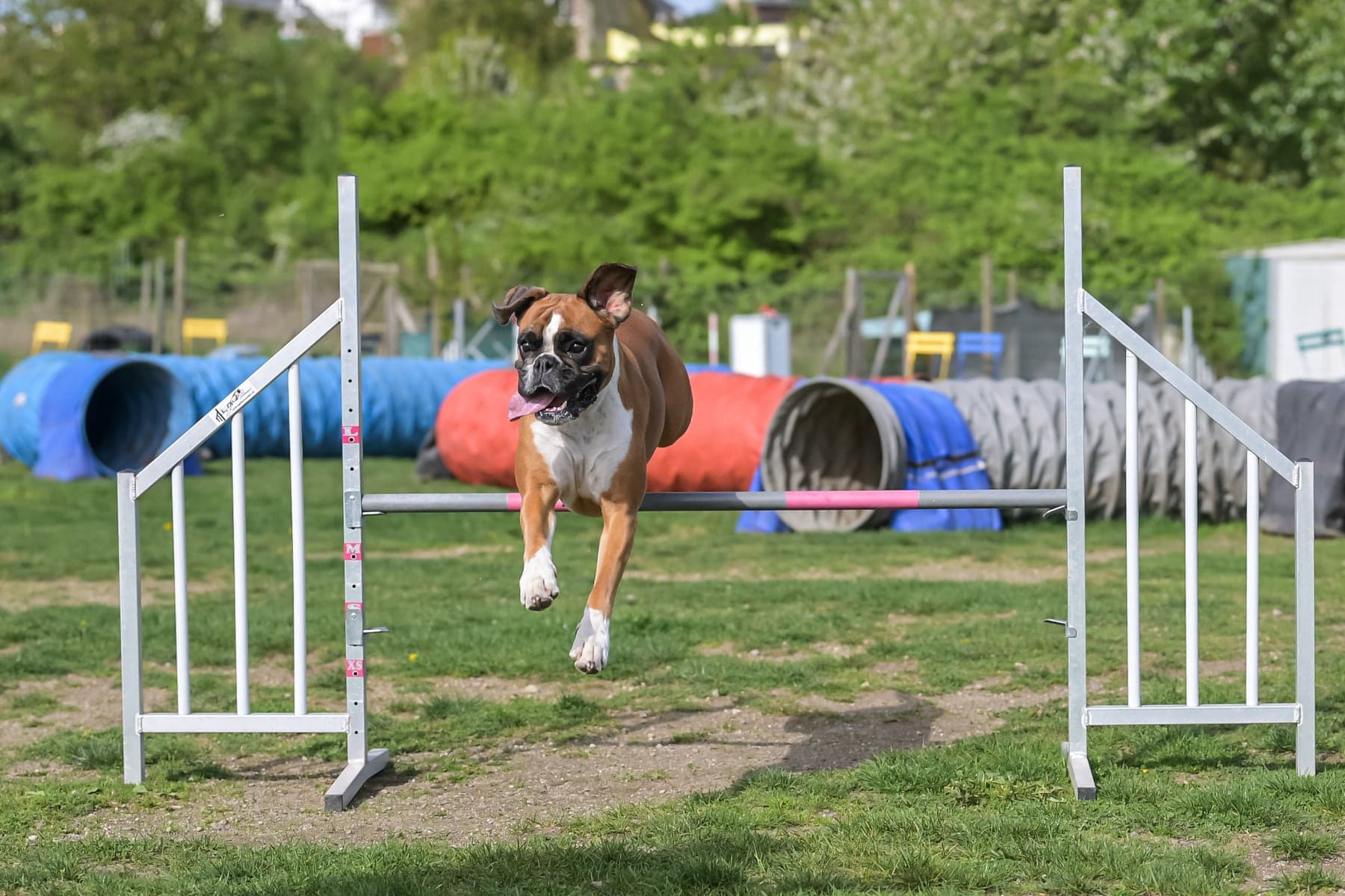 A fawn Boxer with a dark mask mid-leap on a grass field, all four feet off the ground, ears up and focused.