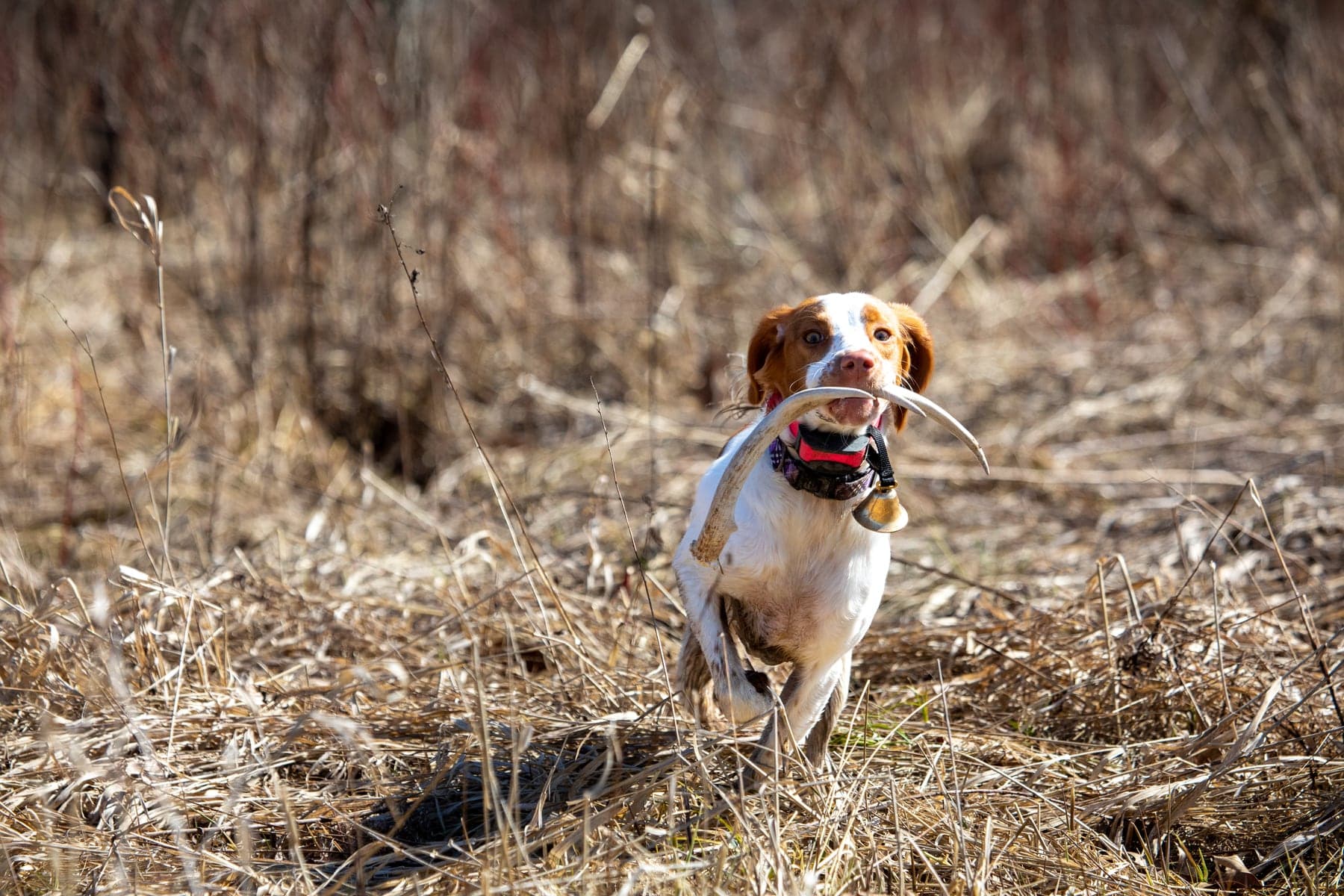An orange-and-white Brittany trotting toward the camera through tall dead cover, carrying a downed bird, an e-collar at its throat.
