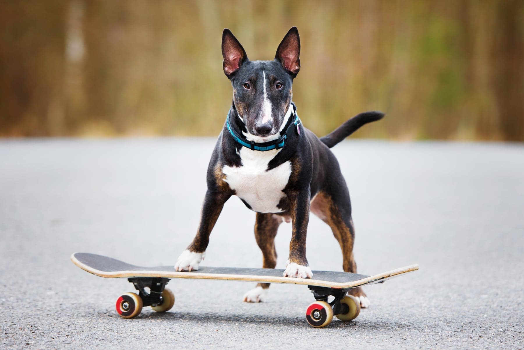 A black-and-white Bull Terrier with its distinctive egg-shaped head balanced on a skateboard on pavement, muscular and alert, ears pricked.