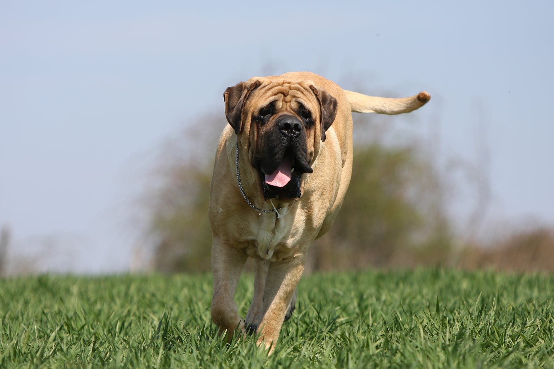 A fawn Bullmastiff with a dark mask walking toward the camera across a green field, tongue out and tail raised.