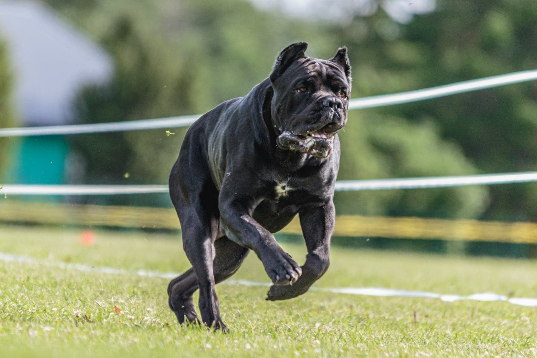 A black Cane Corso running flat-out down a lure-coursing course on grass, heavy-boned and powerful at full stride.