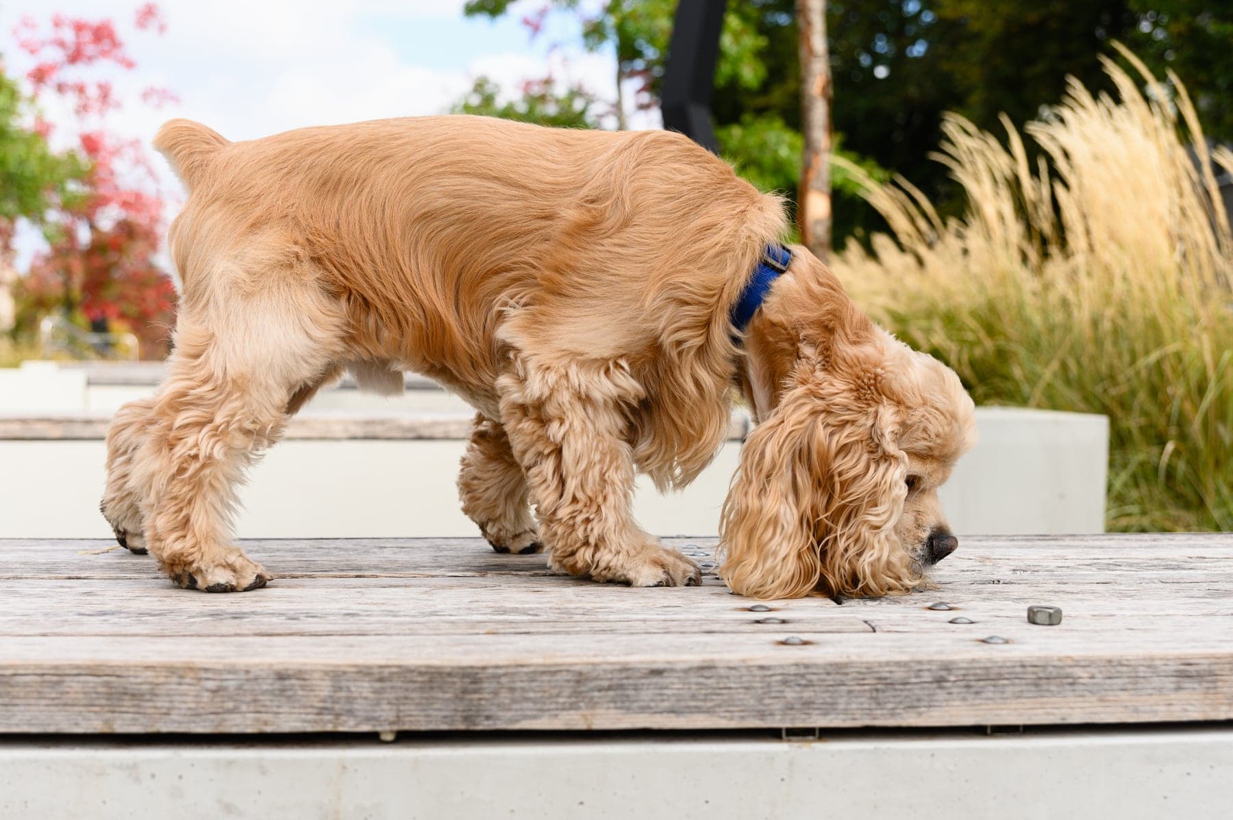 A golden-buff American Cocker Spaniel nose-down and following a scent across a wooden boardwalk, long ears framing its face.