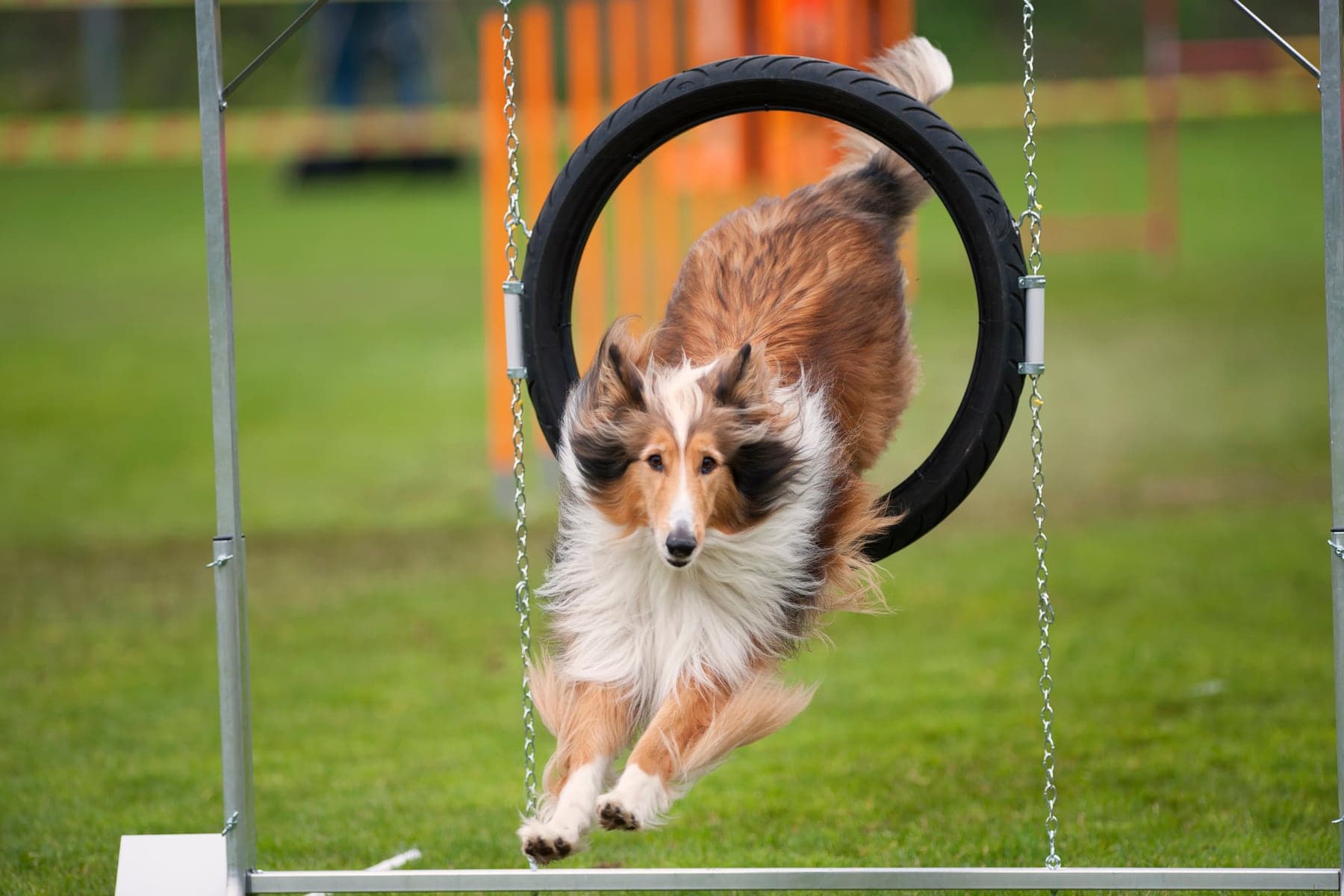 A rough-coated sable-and-white Collie leaping through a tire jump on an agility course, full coat and ruff flying.