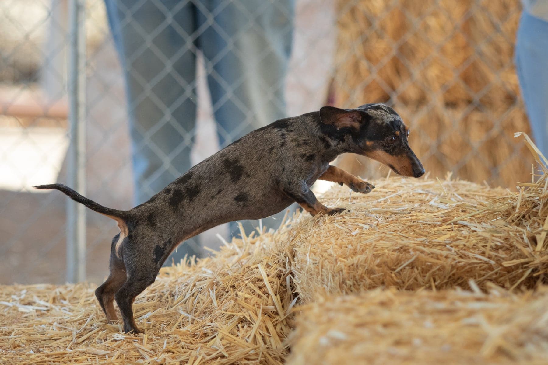 A smooth dapple Dachshund scrambling up a straw bale at a barn-hunt trial, front paws up and nose working the hay.