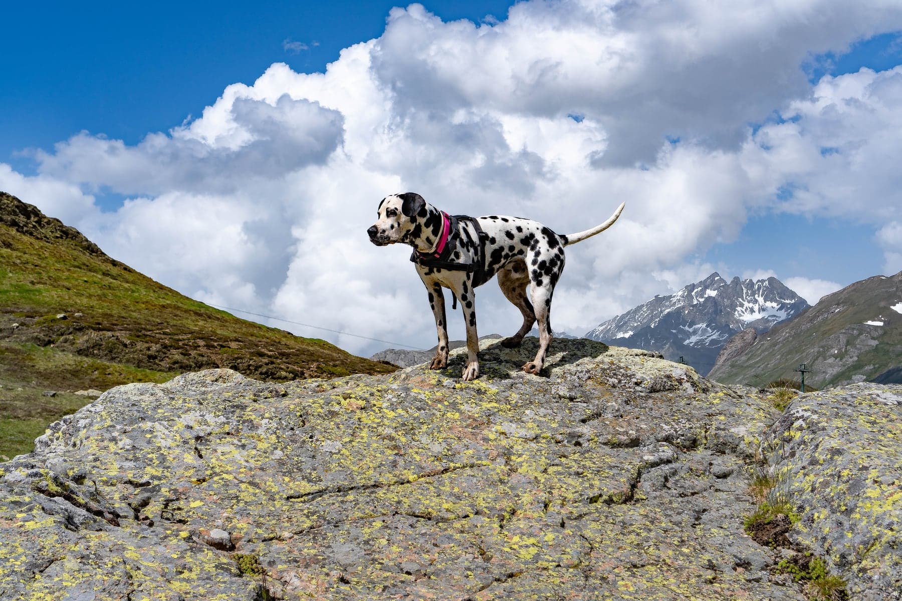 A spotted Dalmatian standing on a rocky outcrop high in the mountains, lean and poised, built for the long miles it once ran beside carriages.