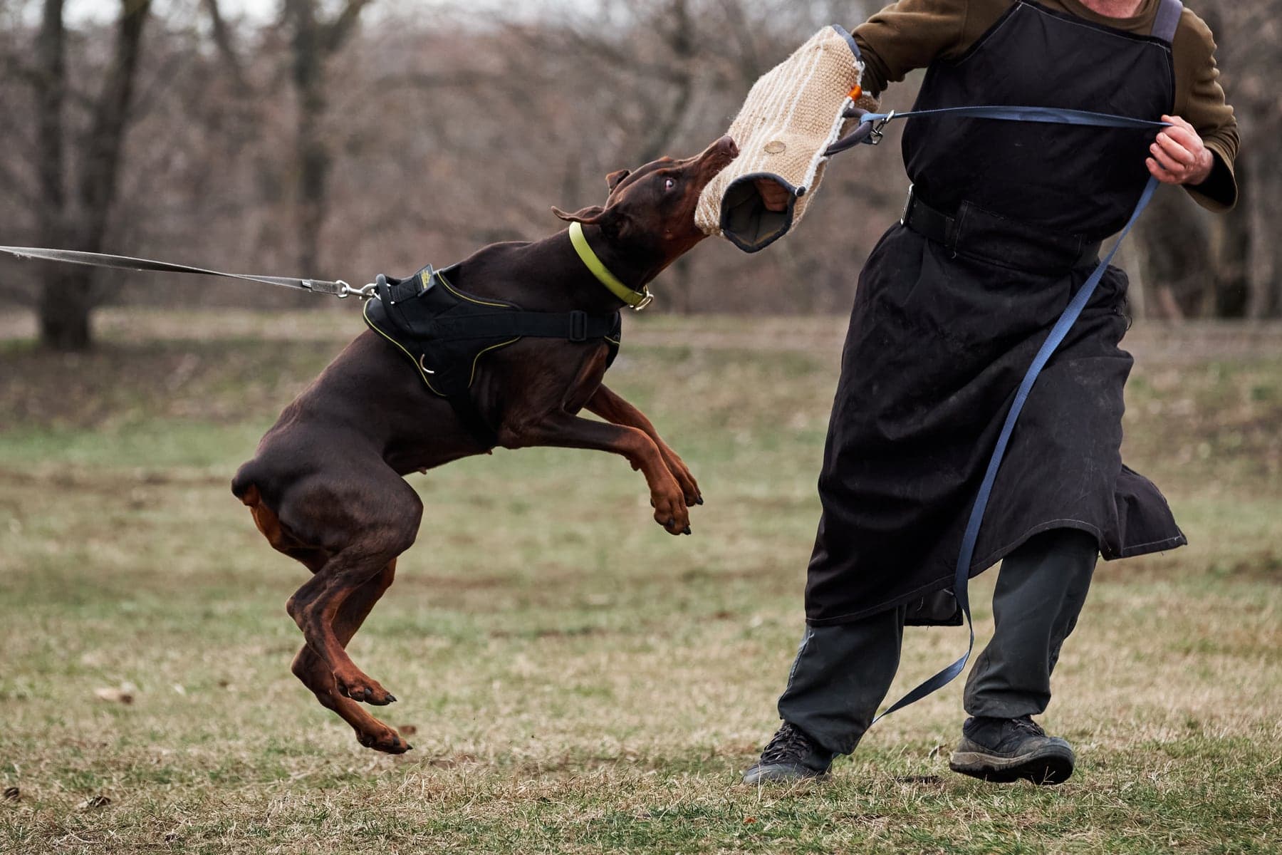 A black-and-rust Doberman Pinscher in a focused protection-sport grip on a padded sleeve, driving forward with full commitment.