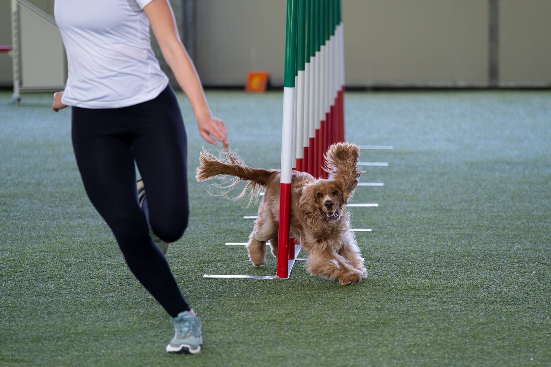 A working-type English Cocker Spaniel driving through the weave poles on an agility course, ears flying, handler alongside.