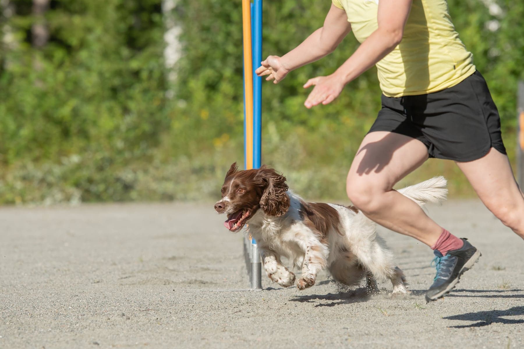 A liver-and-white English Springer Spaniel driving through the weave poles on an agility course, ears flying, handler running alongside.