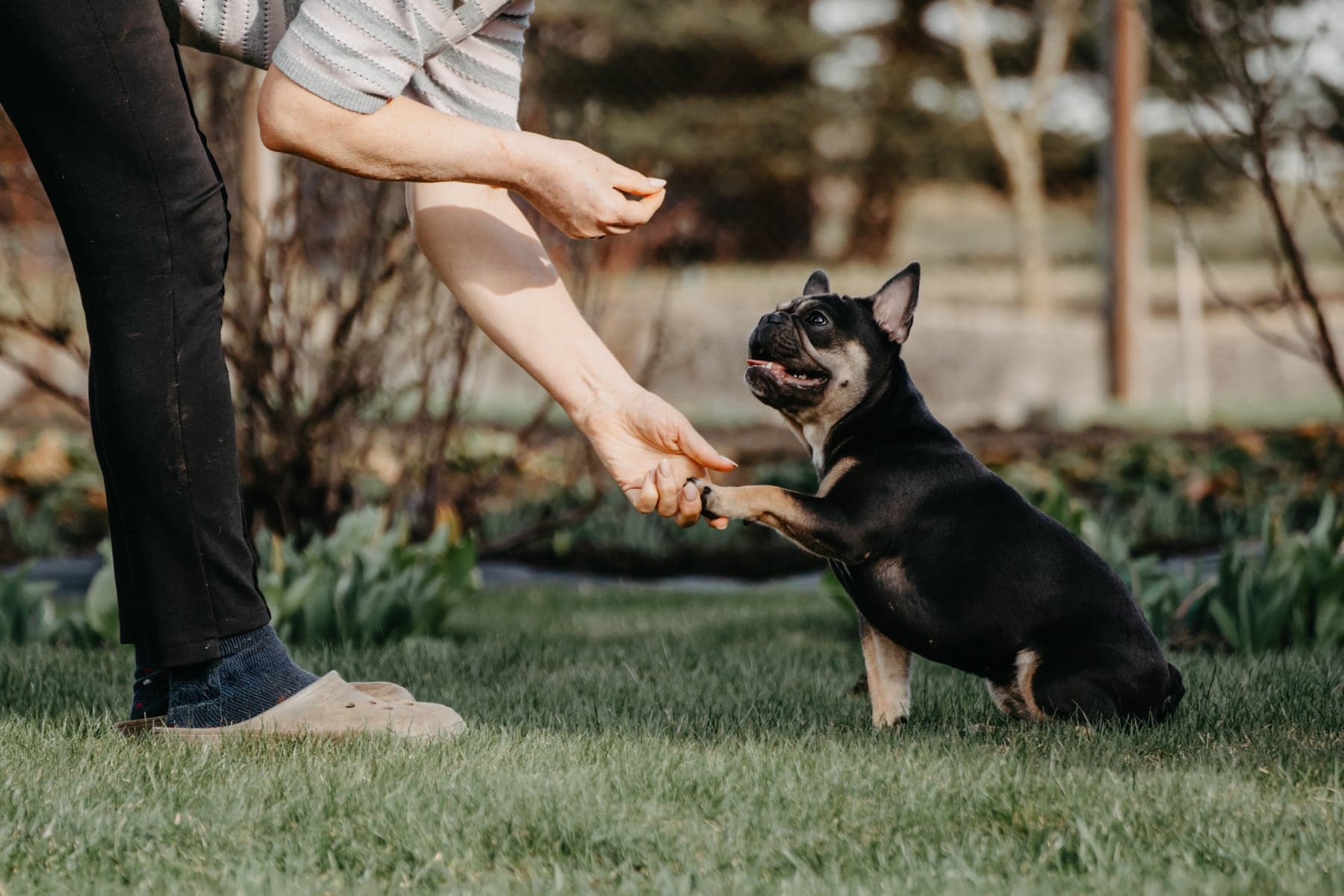 A black-and-tan French Bulldog sitting on grass and lifting a paw into a person's outstretched hand for a treat during training.