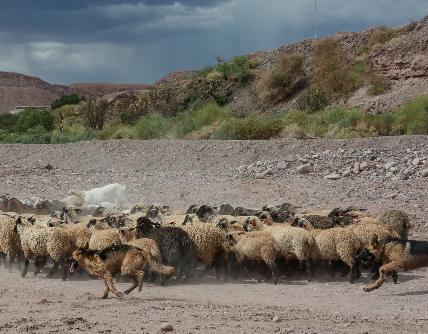 Two German Shepherds herding a large flock of sheep and goats across a dusty mountain valley under storm clouds.