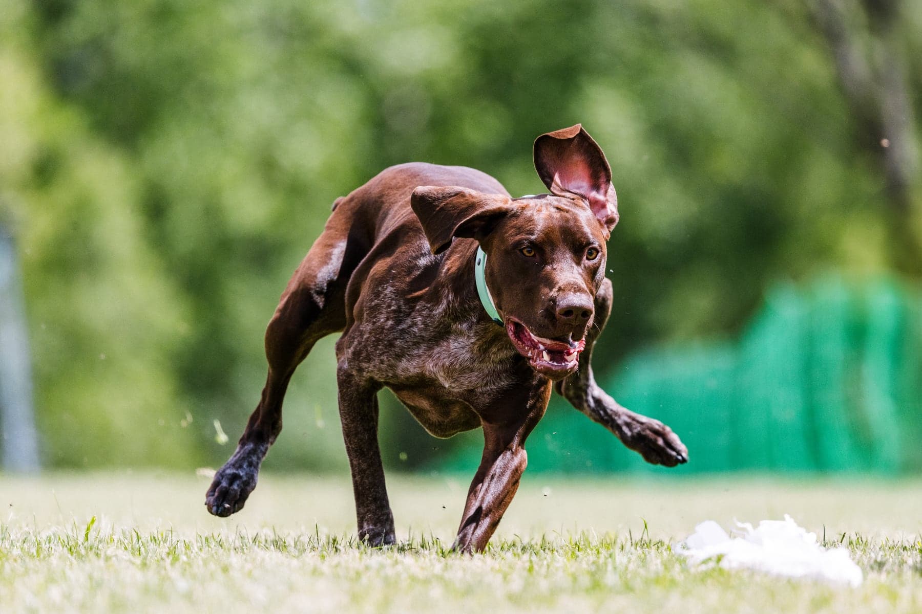 A liver-and-white German Shorthaired Pointer running at full stretch across a grass field, ears flying, chasing a lure.
