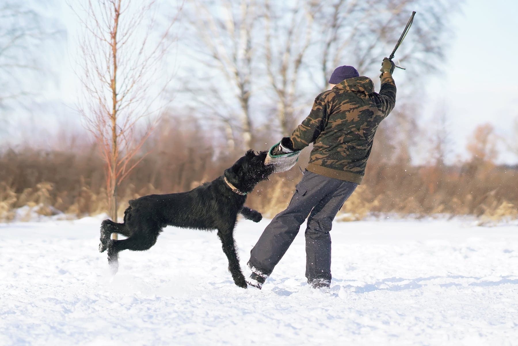 A black Giant Schnauzer in a bite-sleeve grip on a decoy's arm during protection training in a snowy field.