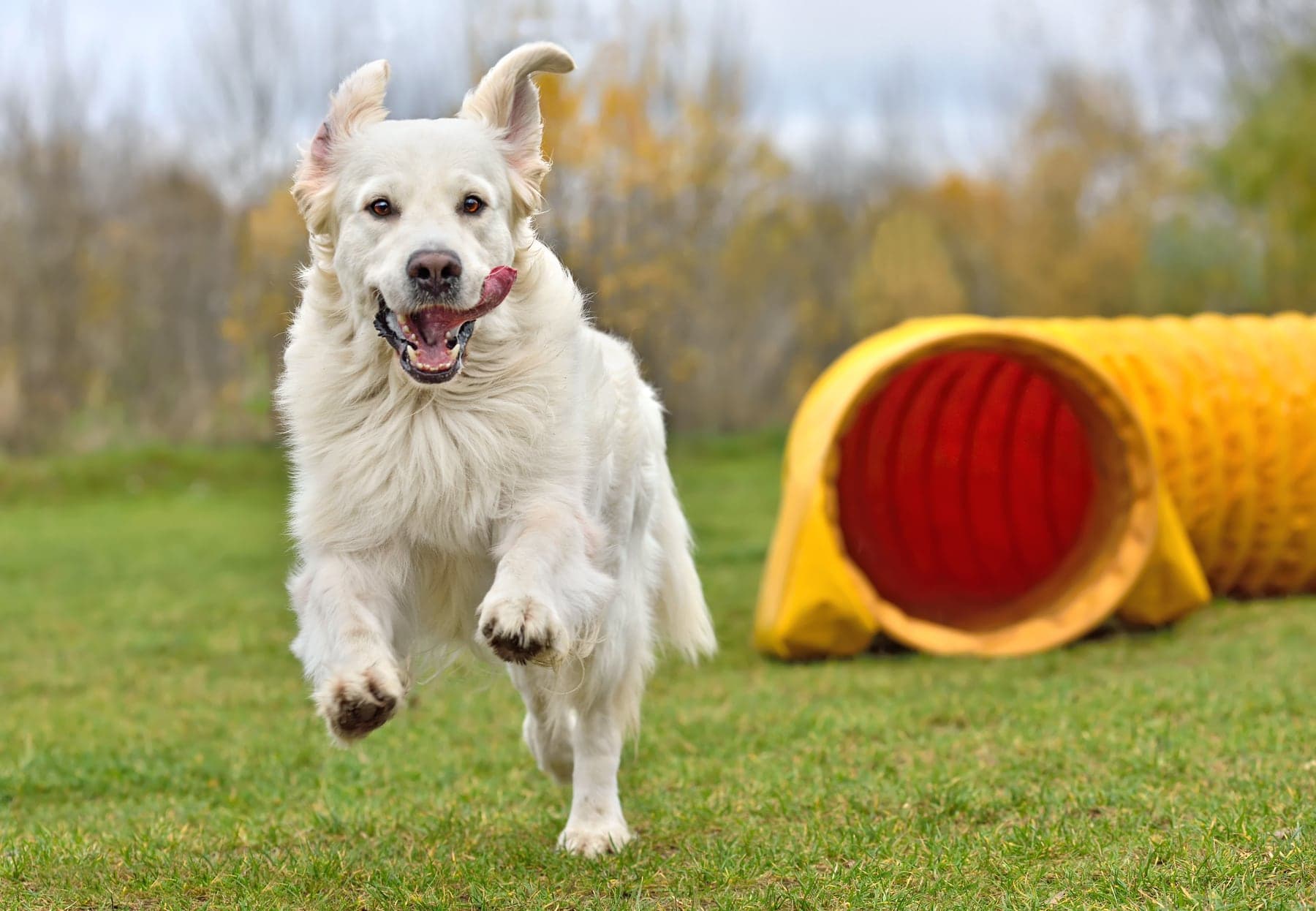 A cream Golden Retriever bounding out of a yellow agility tunnel across grass, tongue out and ears flying.