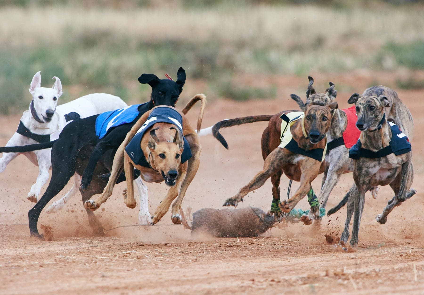 A pack of Greyhounds in racing jackets bunched together at full stride down a dirt track, chasing the lure.