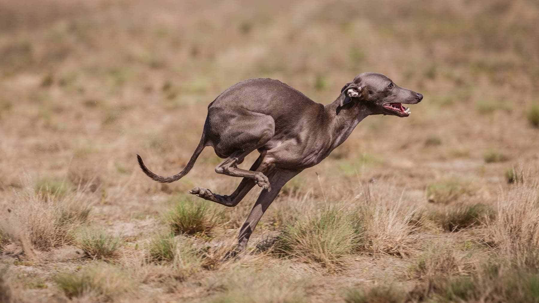 A slender blue Italian Greyhound at a flat-out gallop across a dry field, whip tail streaming and fine legs fully extended.