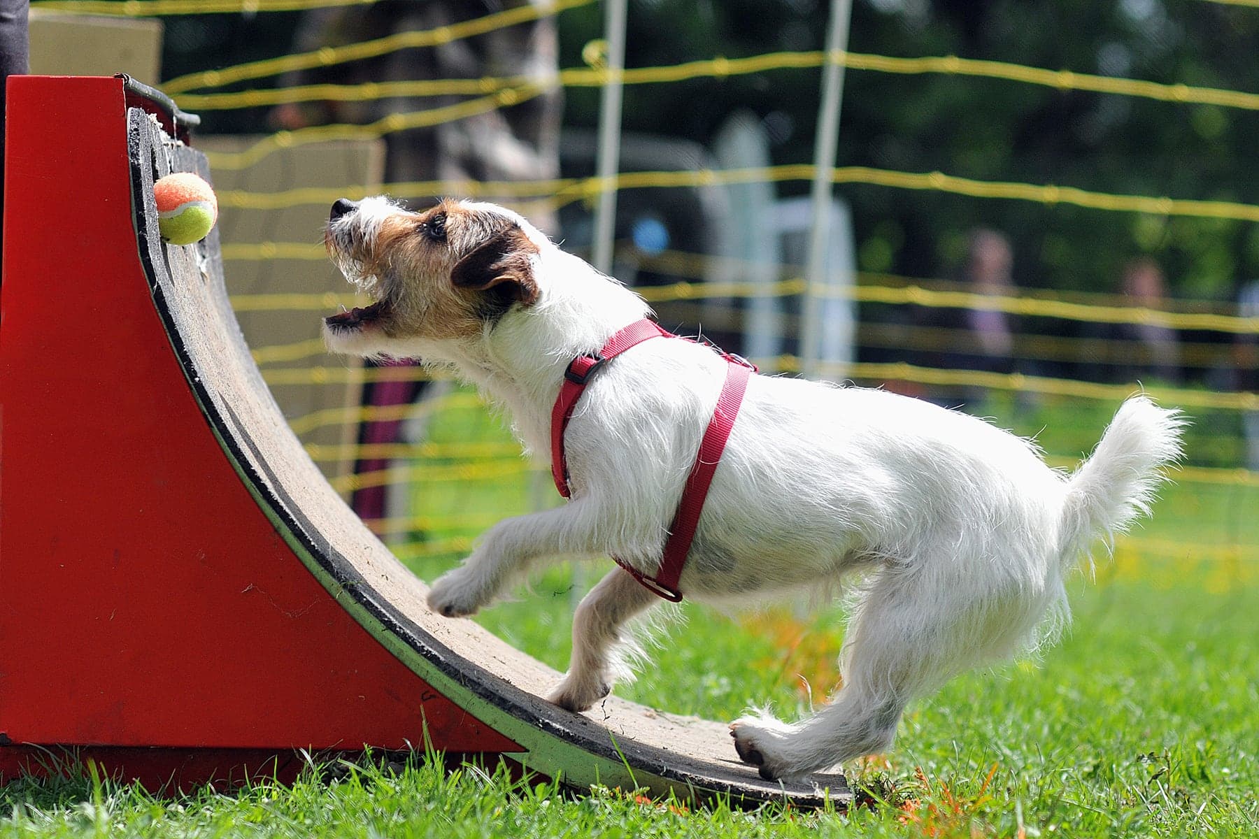 A predominantly white Jack Russell Terrier hitting the flyball box, a tennis ball popping loose, mid-turn on a grass course.