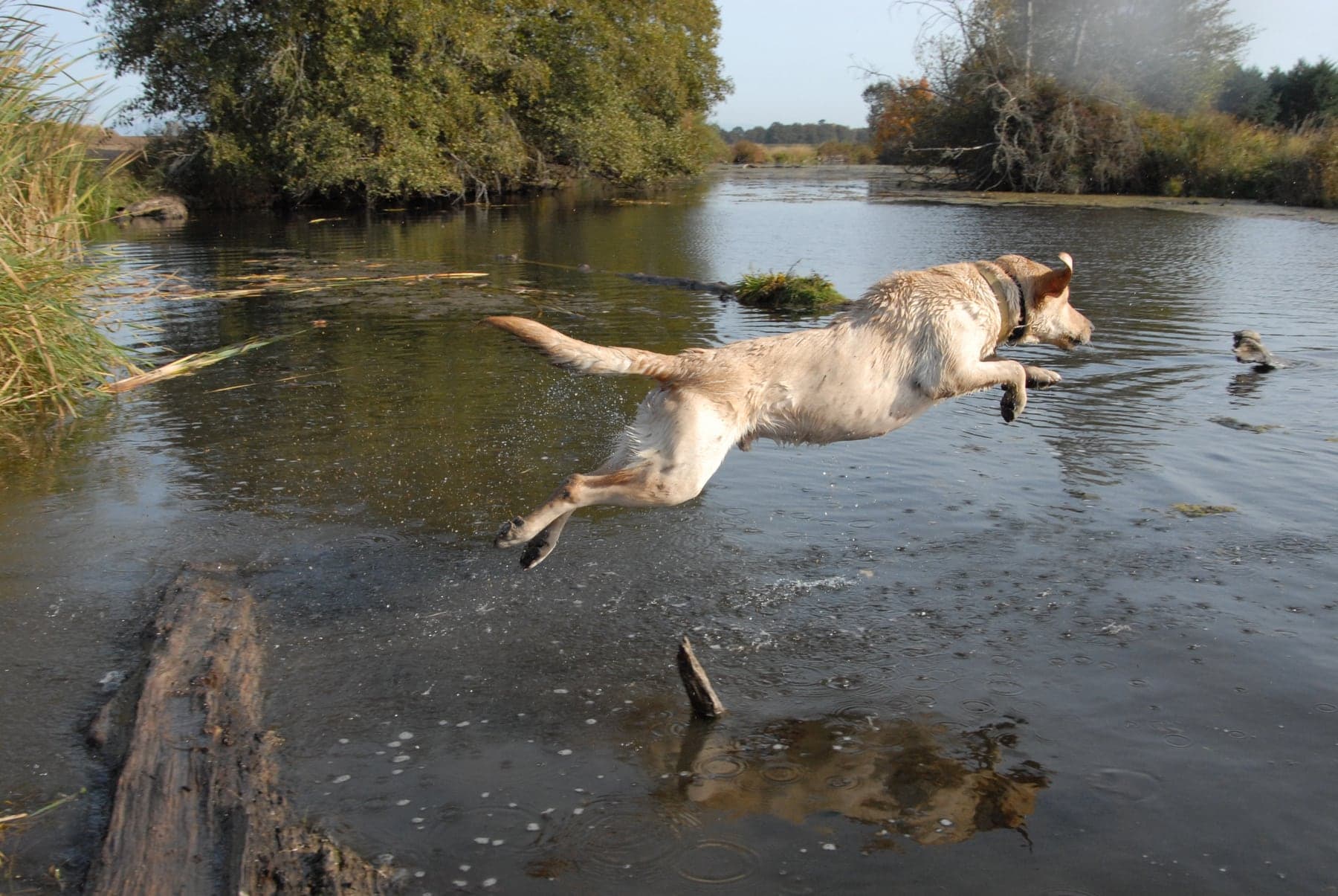 A yellow Labrador Retriever leaping full-stretch off a log into a marshy pond, mid-air over the water.