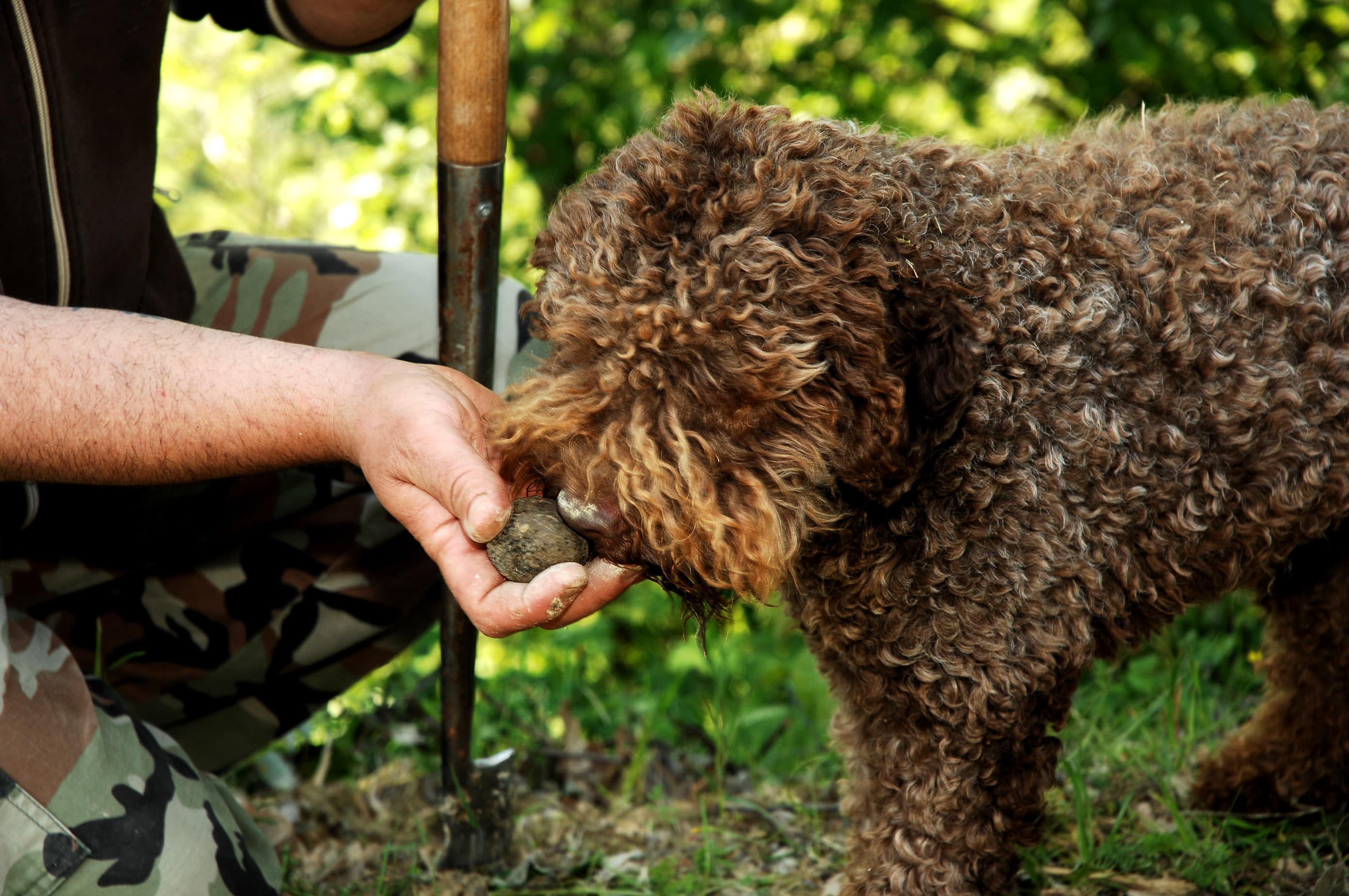 A brown curly-coated Lagotto Romagnolo sniffing a freshly unearthed truffle held in its handler's hand, a truffle spade planted in the woodland ground beside them.