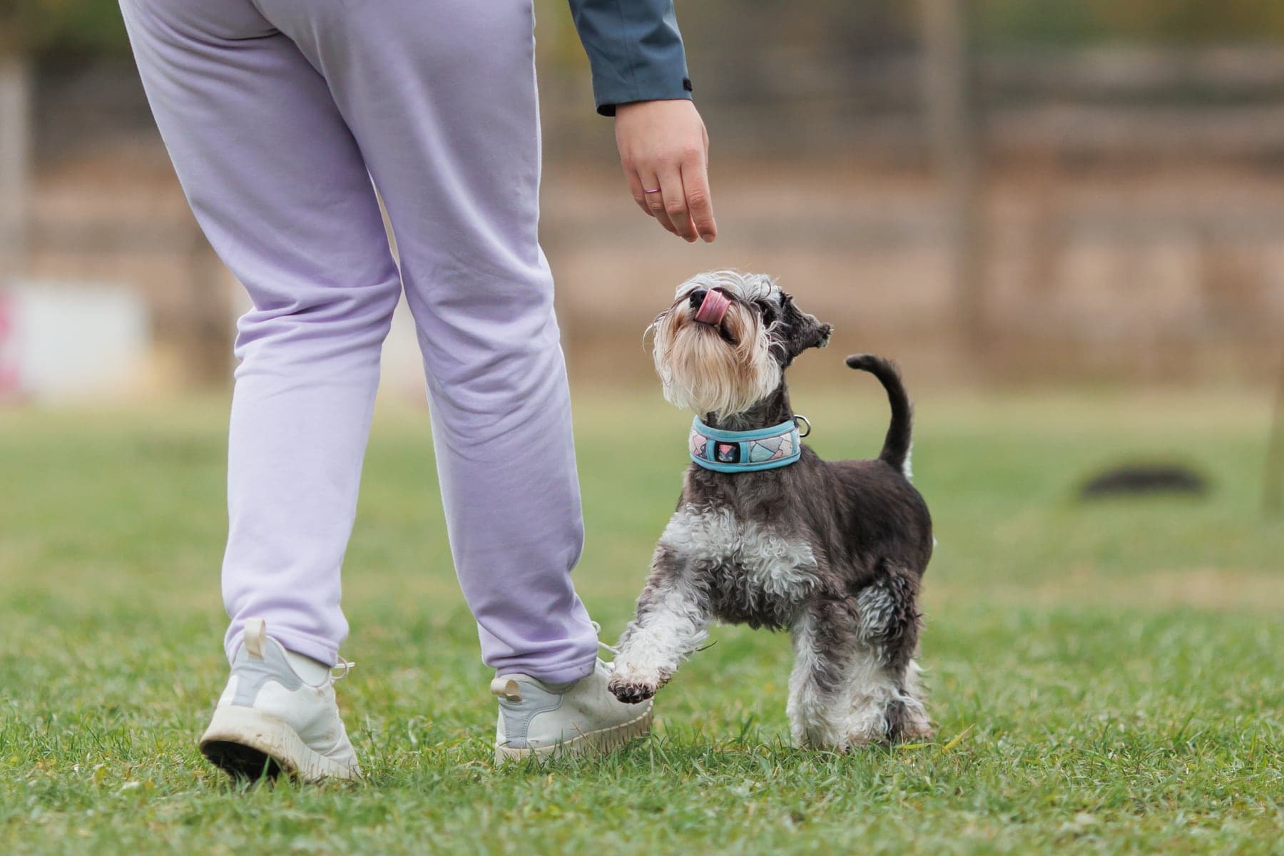 A salt-and-pepper Miniature Schnauzer with bushy eyebrows and a full beard heeling at its handler's side on grass, gazing up in focused attention.