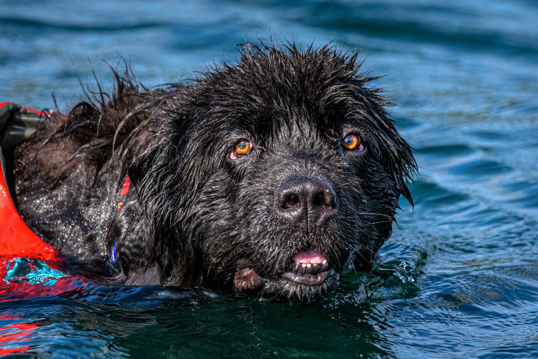 A large black Newfoundland swimming through open water in a red water-rescue harness, head up and eyes on the camera.