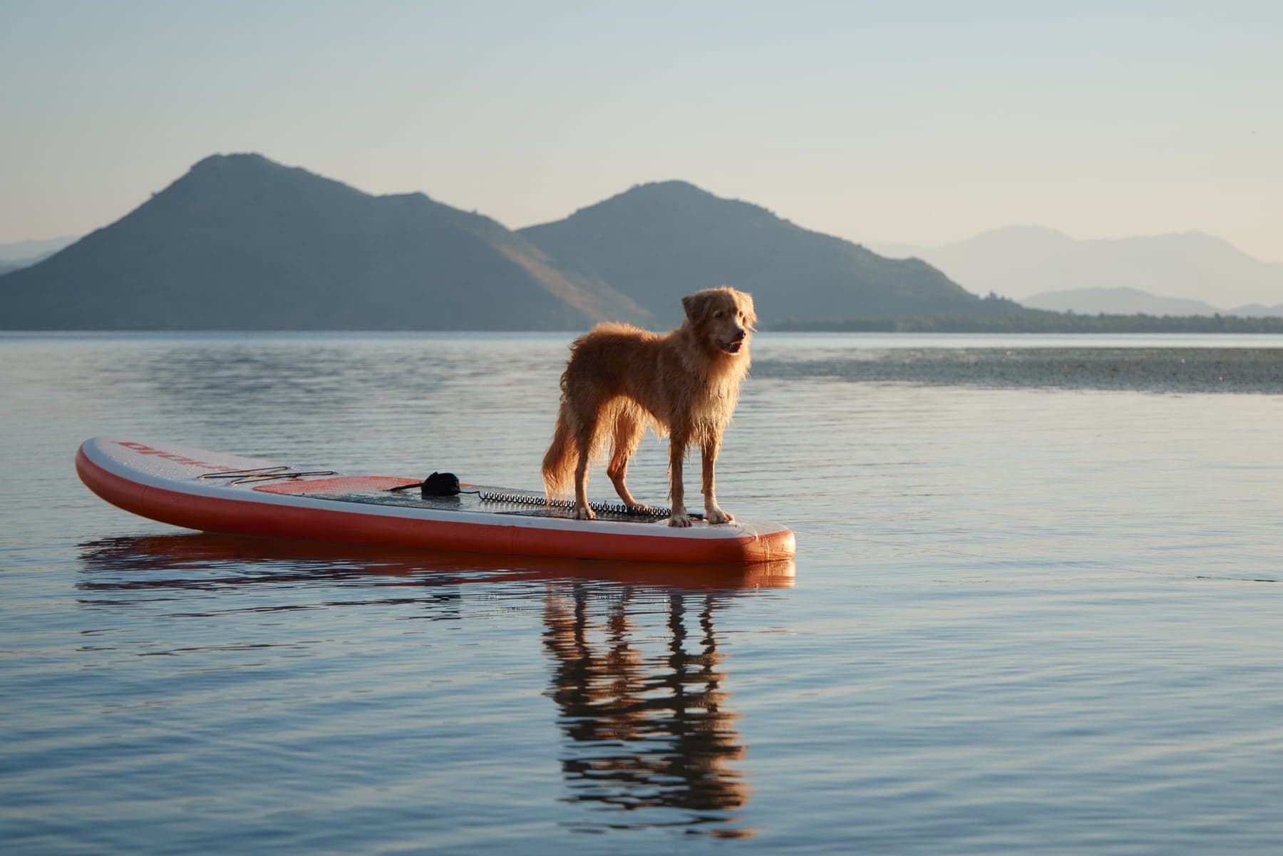 A fox-red Nova Scotia Duck Tolling Retriever standing balanced on a paddleboard on calm water, mountains behind.