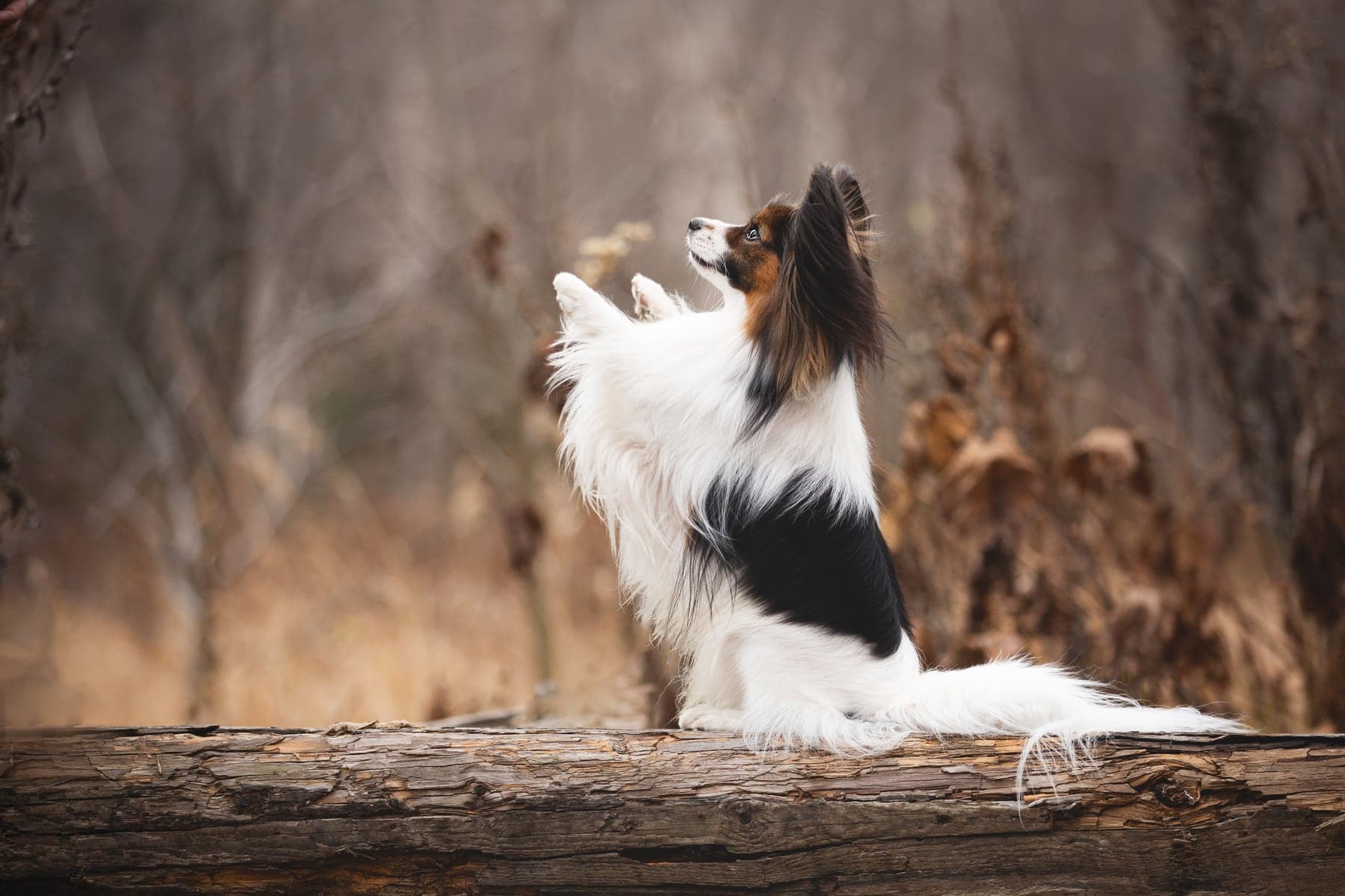 A tricolor Papillon with its large fringed butterfly ears sitting on a fallen log, one paw lifted in a trick pose, autumn woods behind.
