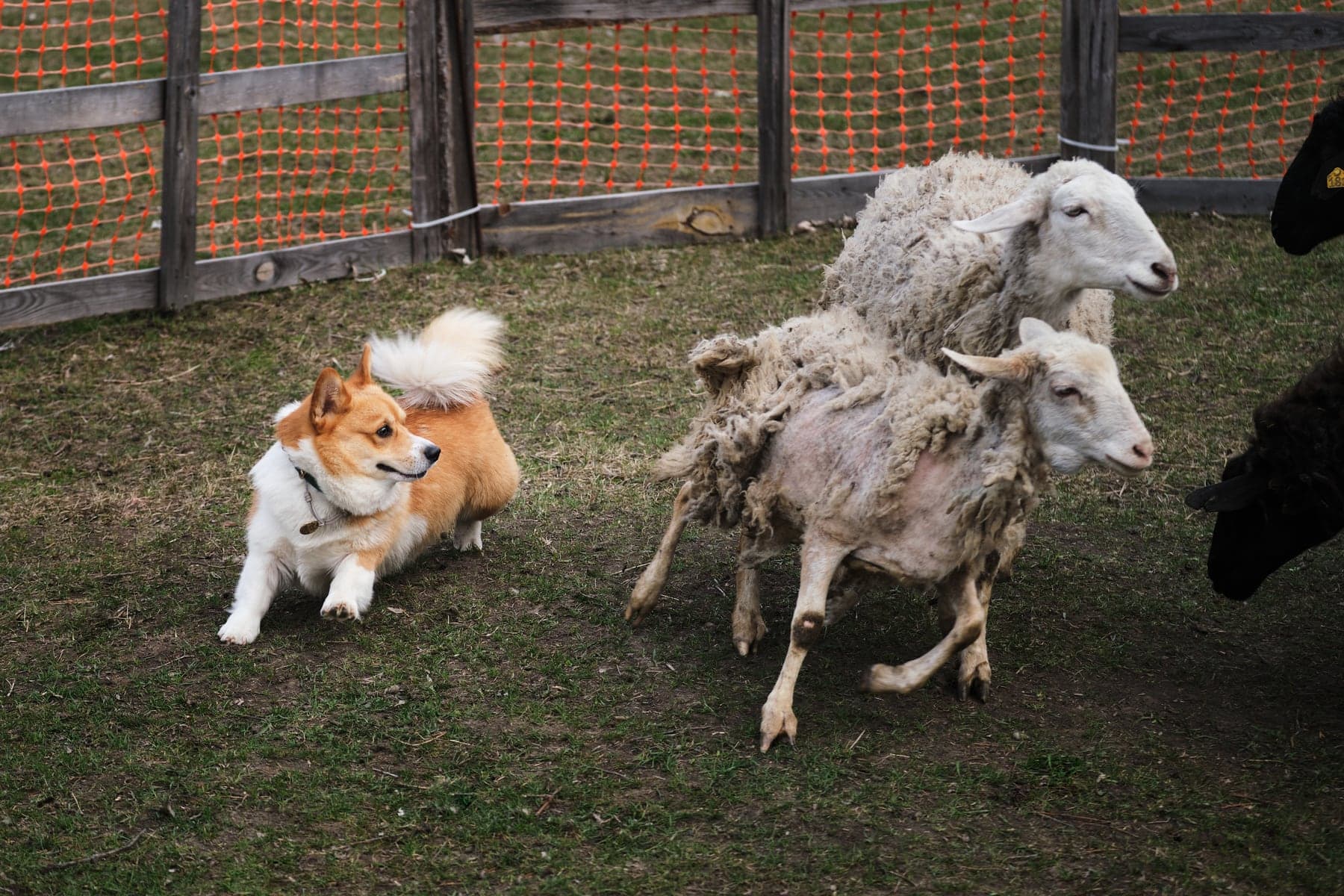 A red-and-white Pembroke Welsh Corgi driving a group of sheep across a paddock, low and focused behind the stock.