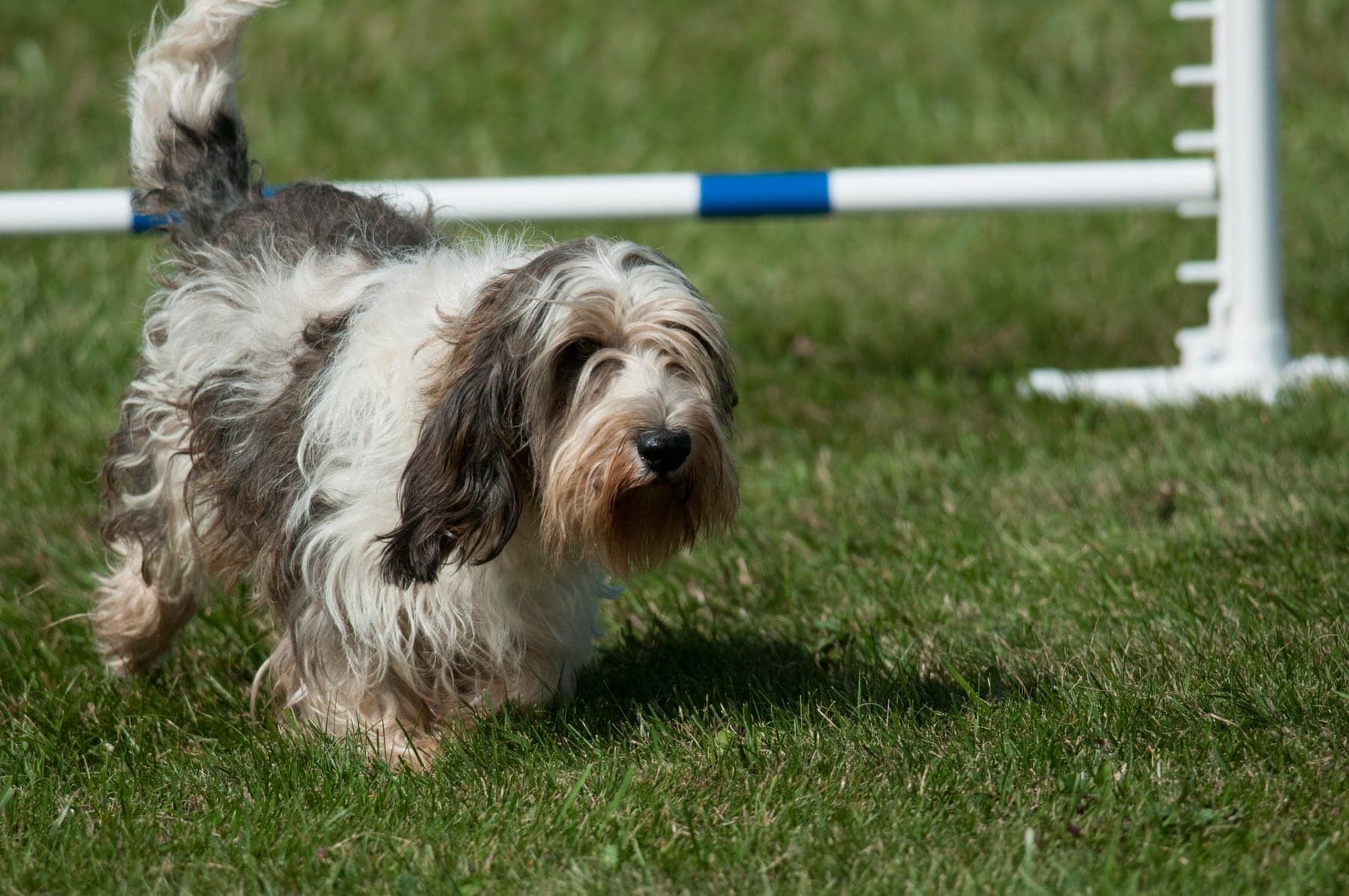 A tousled, rough-coated Petit Basset Griffon Vendéen — low-slung, with long ears, a beard, and a shaggy white, grey, and tan coat — trotting across the grass past an agility jump.