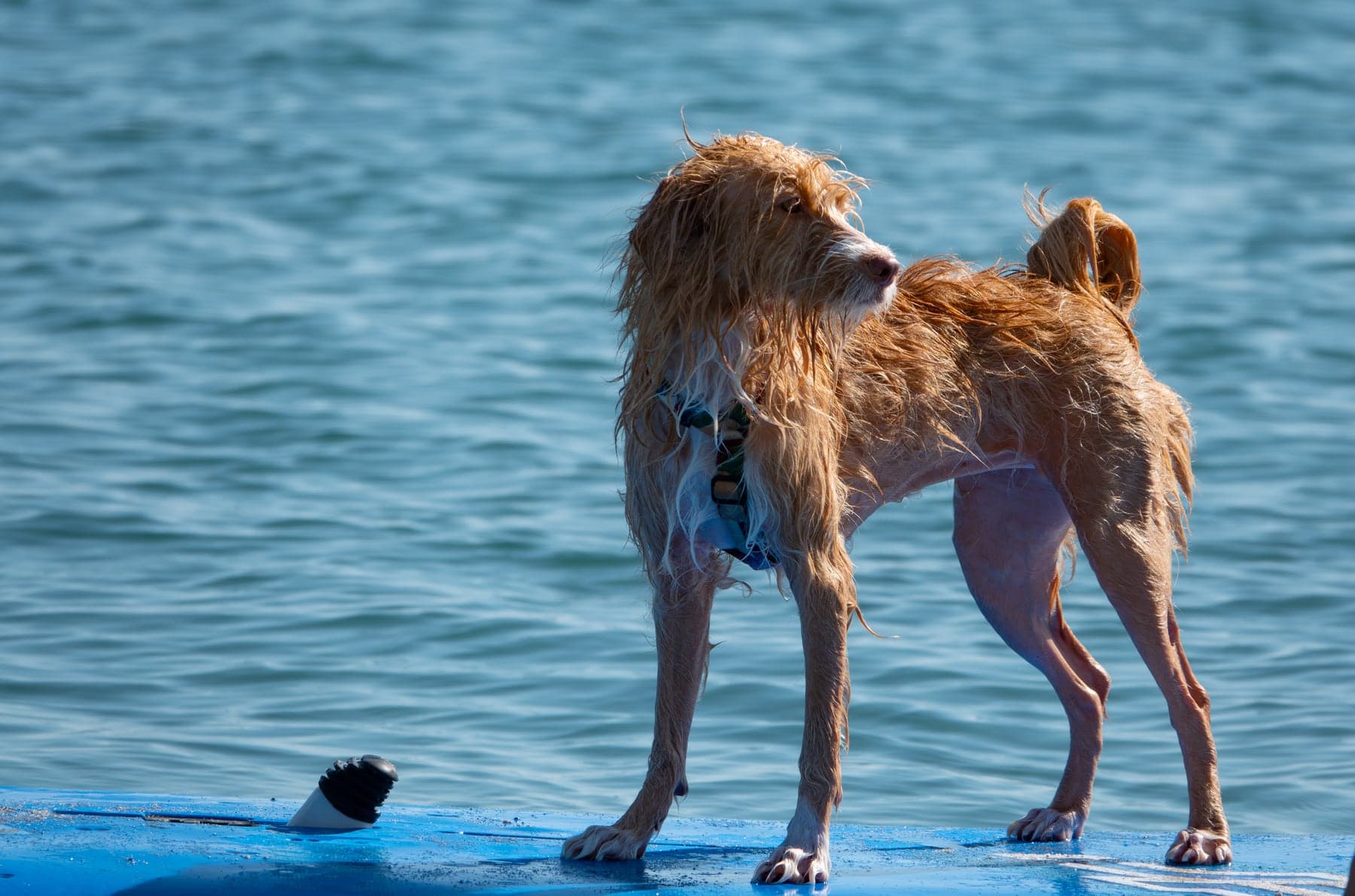 A lean, wire-coated Portuguese Podengo, wet and ears pricked, standing on a blue board floating on calm sea water.
